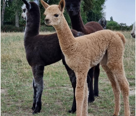 Beige Mare With Light Brown Cria