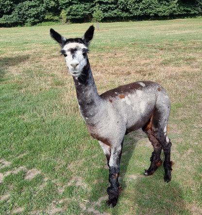 VERKOCHT: Bruine hengst cria