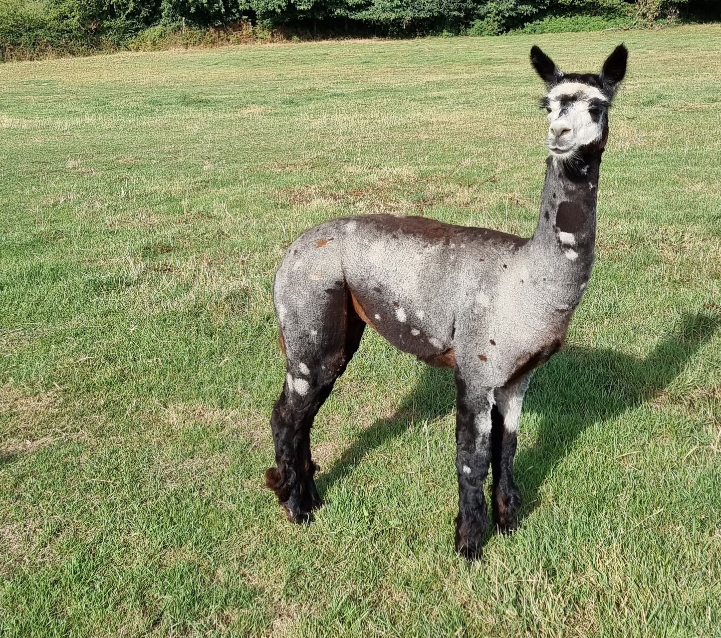 Beige hengstje / cria ROOMER