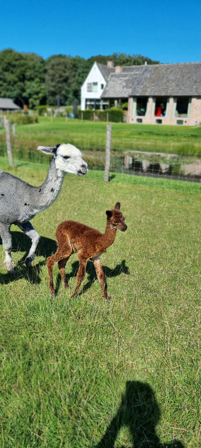 VERKOCHT: Bruine hengst cria