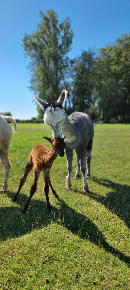 VERKOCHT: Bruine hengst cria