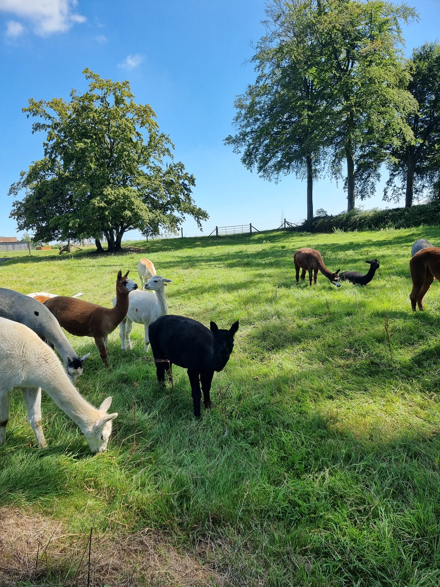 Zwarte alpaca merrie 2020