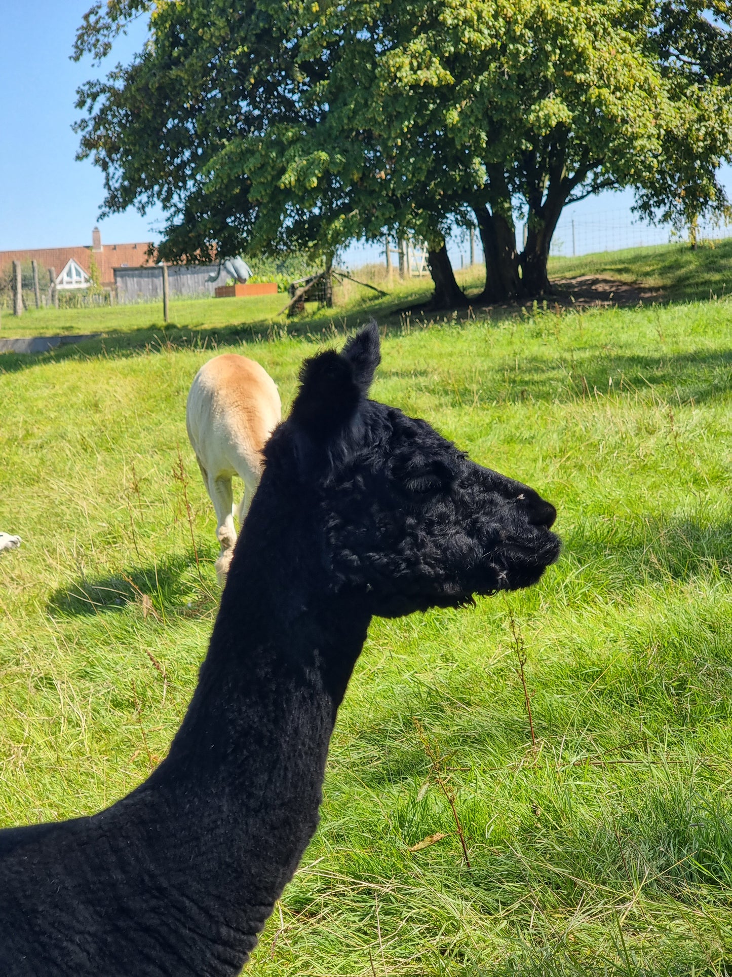 Zwarte alpaca merrie 2020