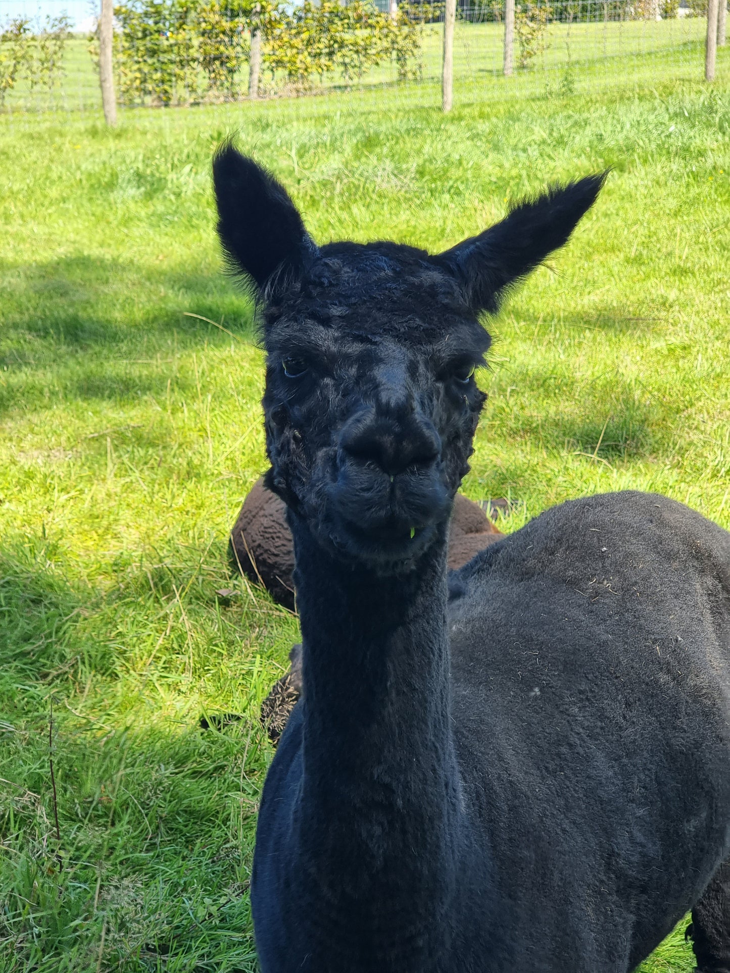 Zwarte alpaca merrie 2020