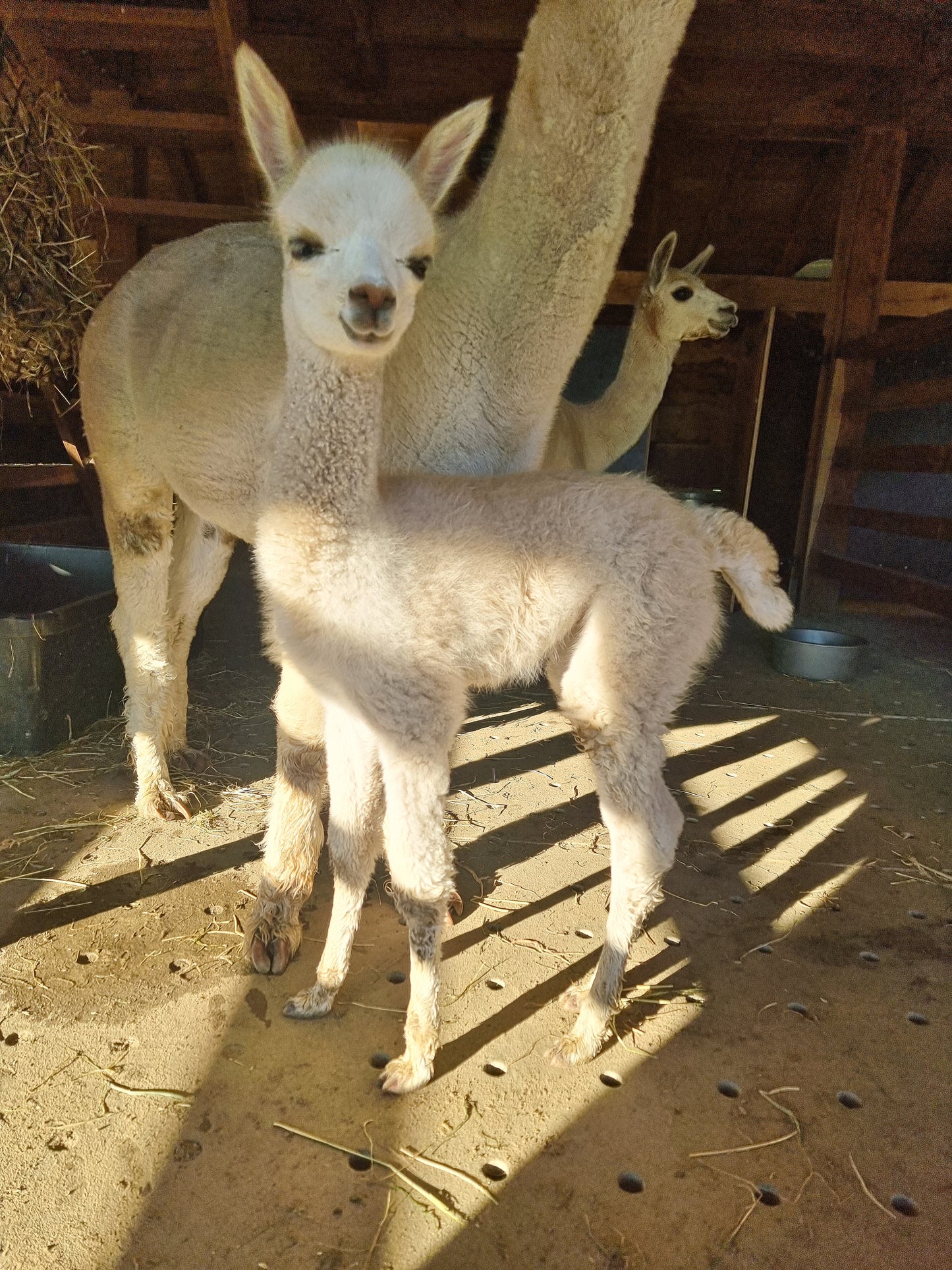 Beige hengstje / cria ROOMER