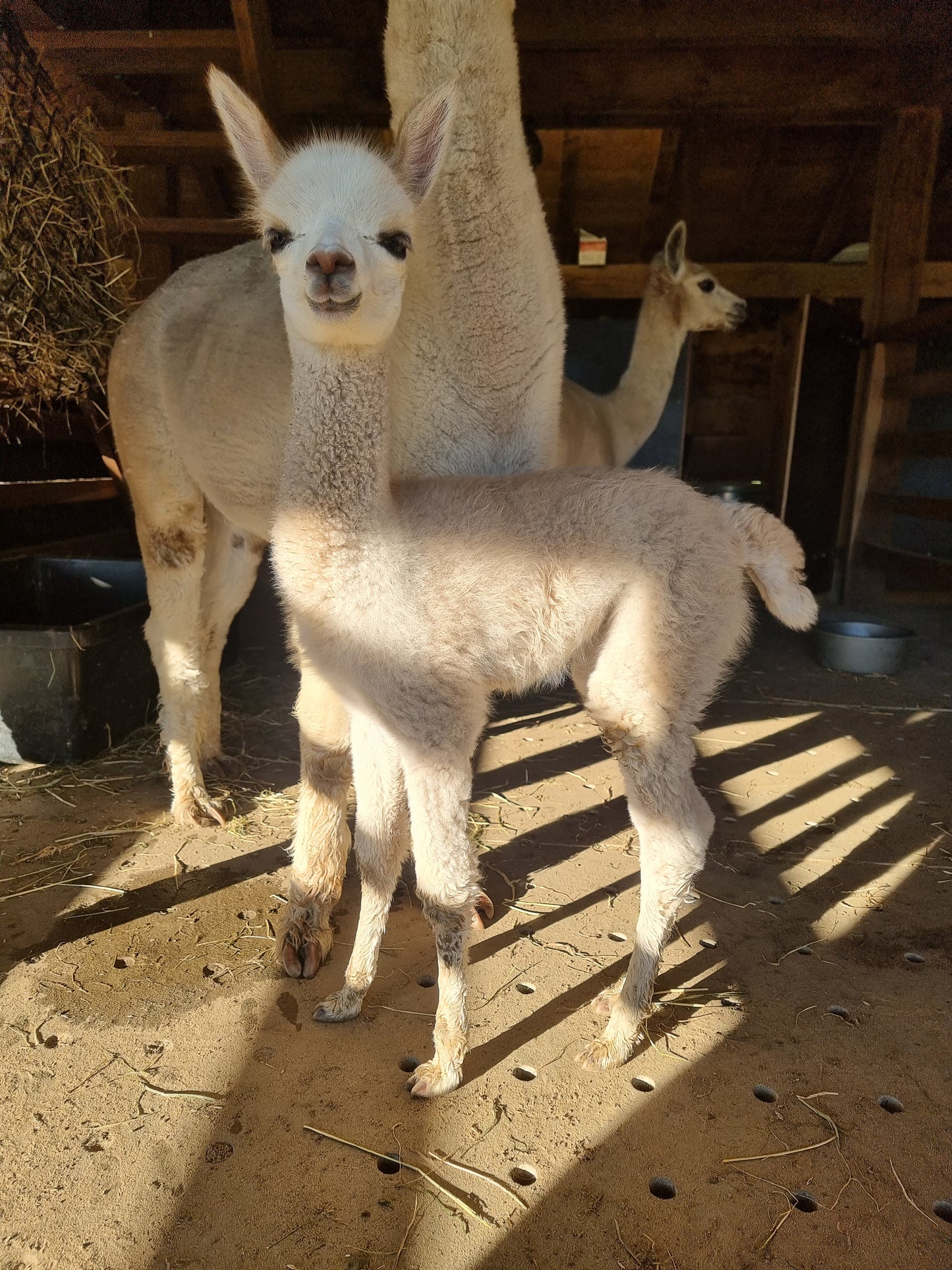 Beige hengstje / cria ROOMER