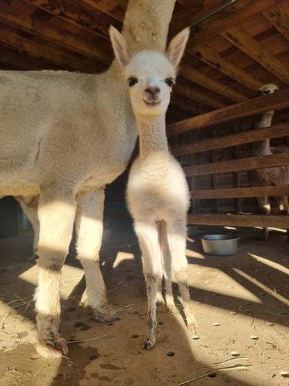 Beige hengstje / cria ROOMER