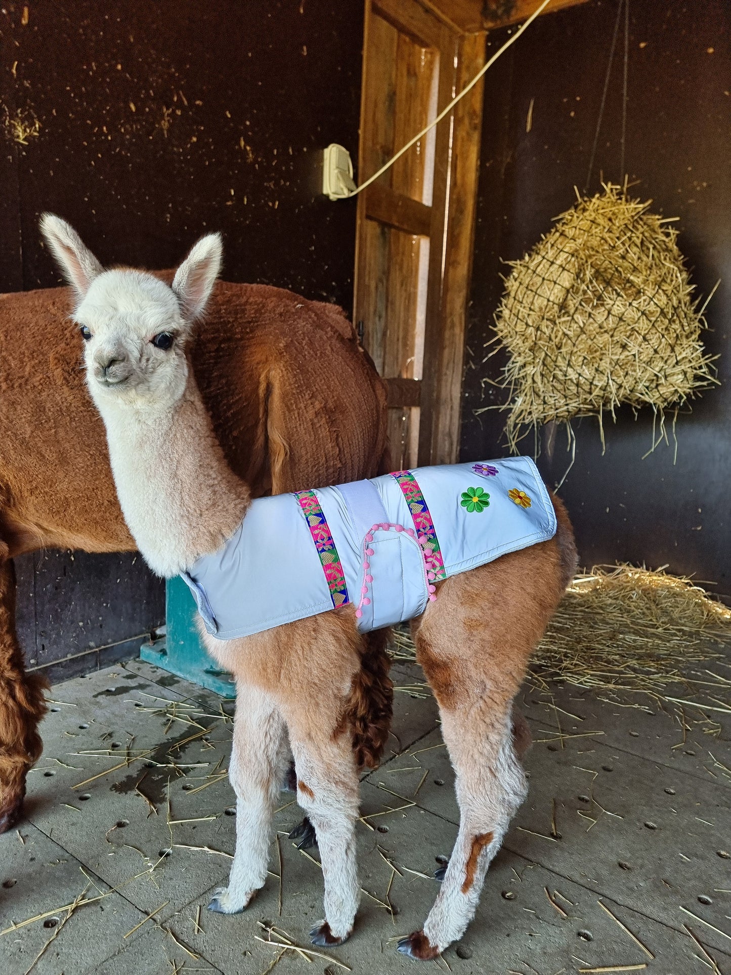 Alpacajasje "Peru" - prematuur tot 1 maand