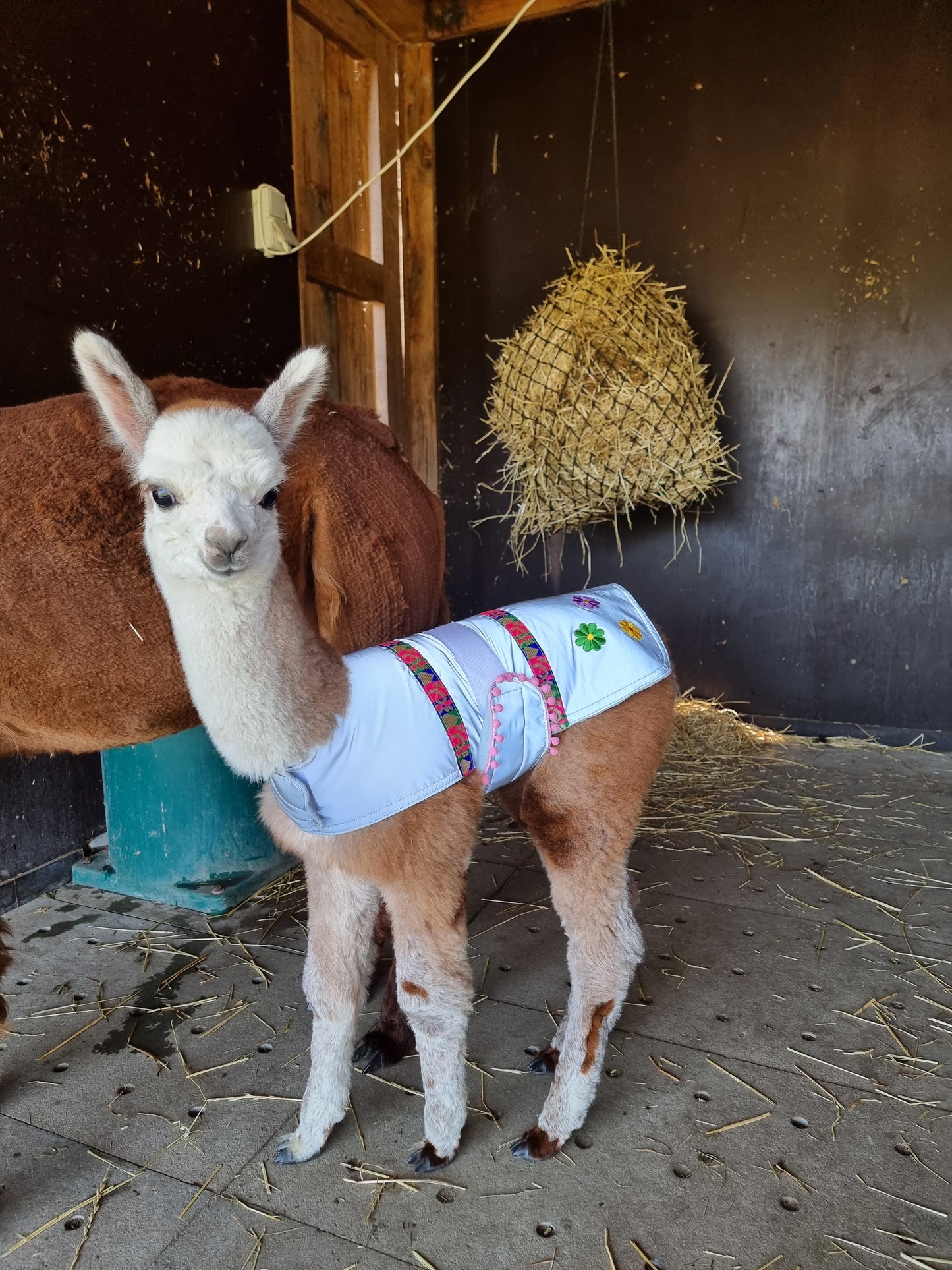 Alpacajasje "Peru" - prematuur tot 1 maand