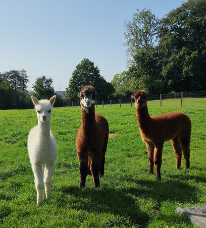 Beige hengstje / cria ROOMER