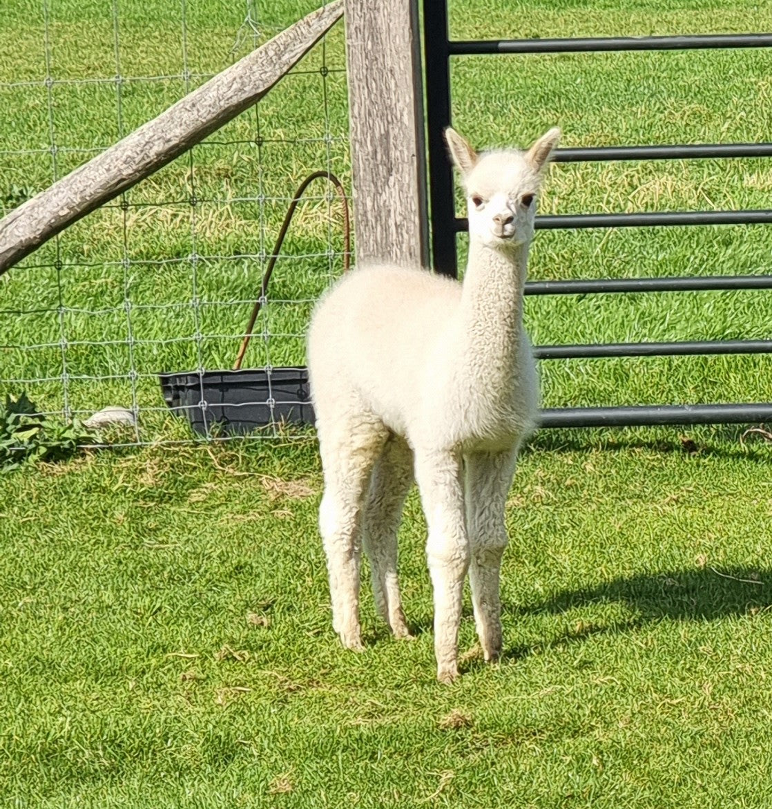 VERKOCHT Beige hengstje  ROOMER